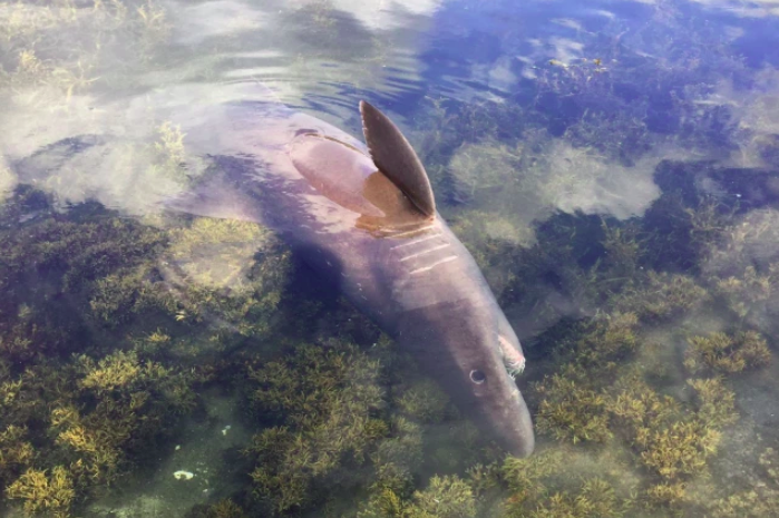 Tiburón Odontaspis ferox muerto en Arousa en una foto del Facebook de CEMMA 