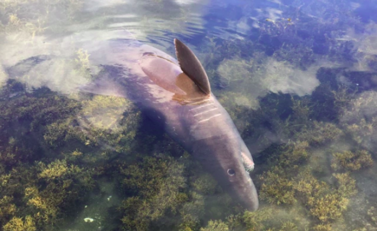 Un tipo de tiburón de más de tres metros aparece por vez primera en Galicia, en Vilanova de Arousa