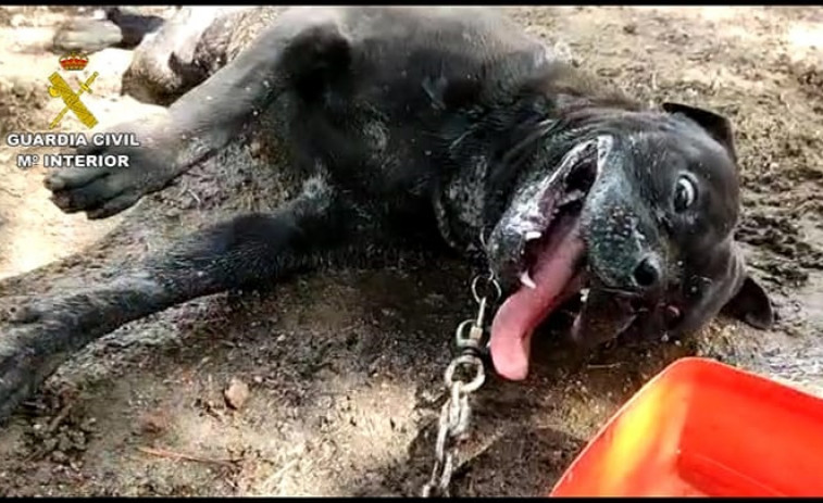 Investigan si una boirense mató a su perro con matarratas luego de intentar llevarlo a una protectora​ que no pudo acogerlo