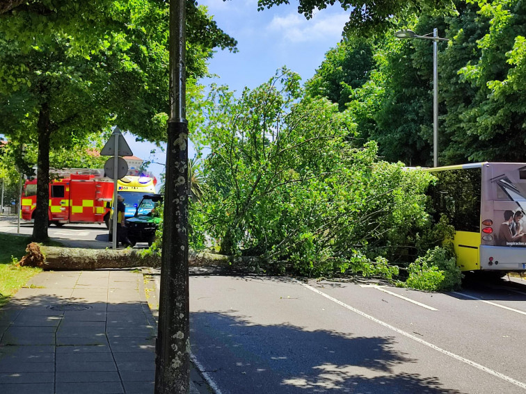 Un árbol cae sobre la Avenida de Castelao de Santiago inmovilizando un autobús