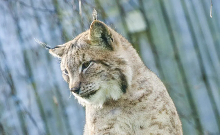 Cierra el zoológico de Vigo para dar comienzo a una nueva etapa más libre a los animales cautivos