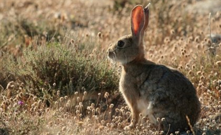 ¿Quieres un conejo? 160 de buscan casa urgentemente por la quiebra de la mayor granja de cría de España