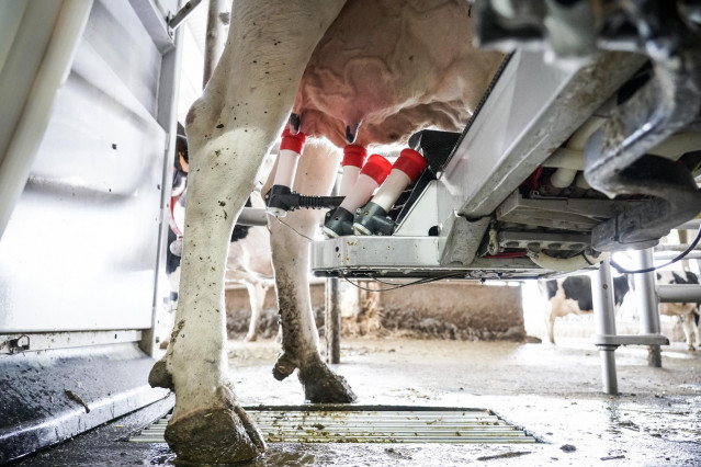 Archivo - Una máquina de ordeño ordeña a una vaca en la granja Lacturale, a 3 de abril de 2022, en Etxebarri, Navarra, (España). El grupo Sociedad Agraria de Transformación (S.A.T.) Lacturale es un proyecto de ganaderos de Navarra que tiene como objetivo