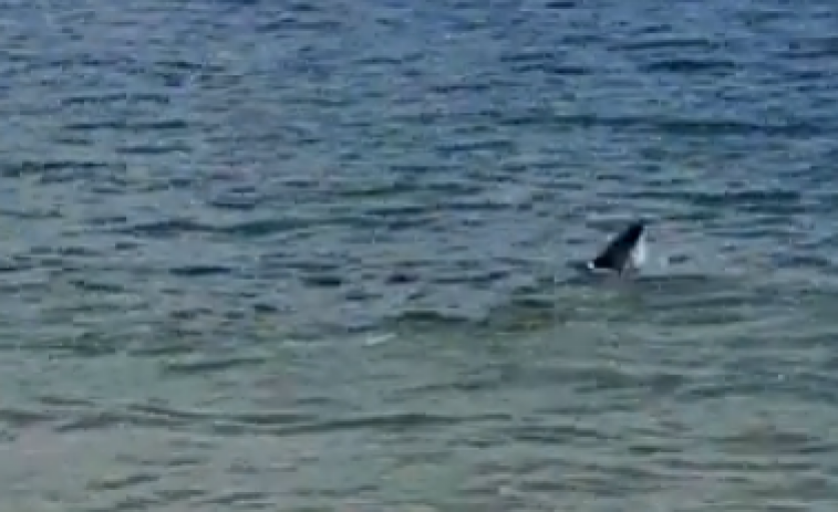 (VÍDEO) Avistan un tiburón en la costa de Oleiros y provoca el cierre de dos playas durante una hora