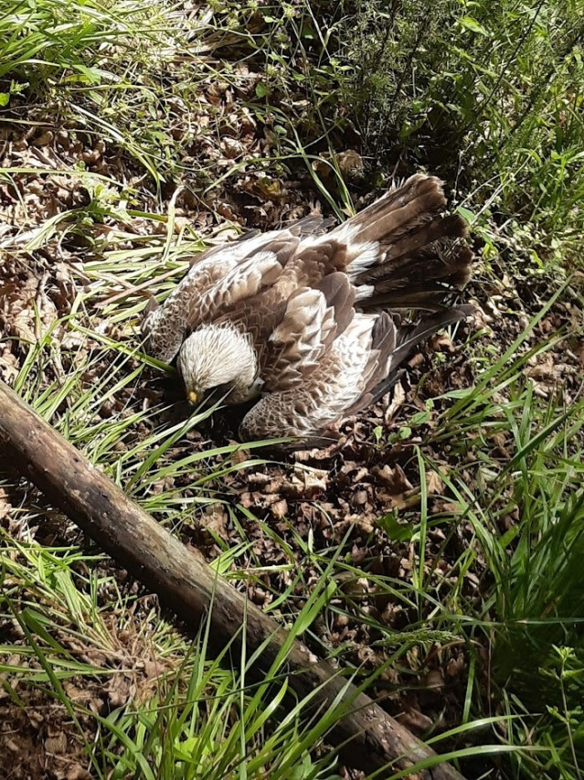 Ave auxiliada por la Policía Local de Lugo.
