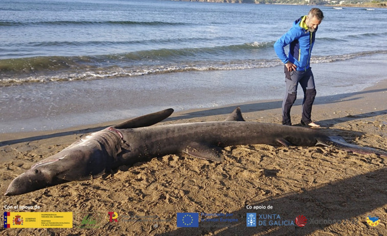 Un tapón y otros plásticos matan al tiburón peregrino avistado en Oleiros y A Coruña