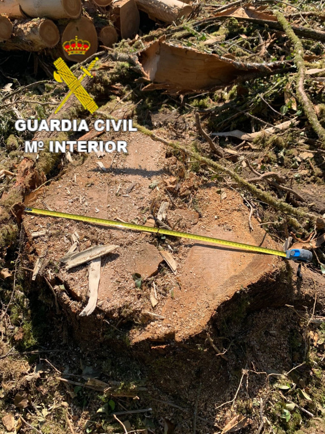 Uno de los árboles talados.