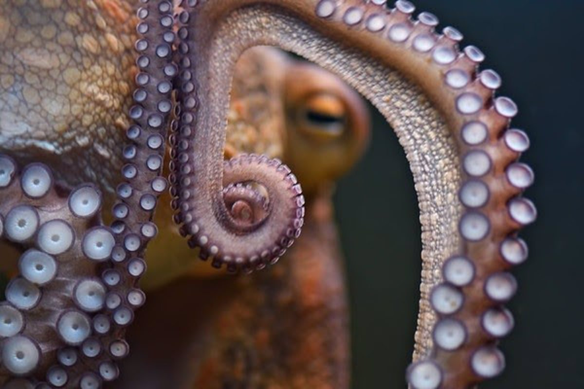 Pulpo