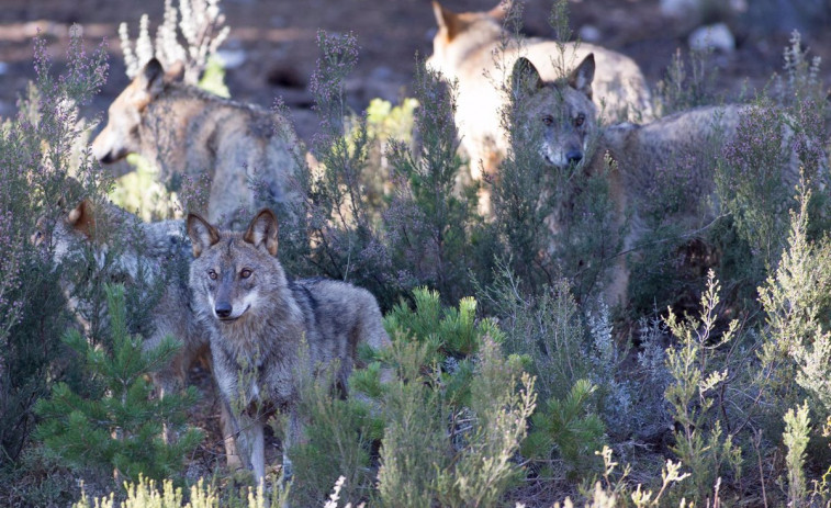 Científicos afirman que hay menos lobos de los que se cree, mientras la Xunta y otros gobiernos piden cazarlos