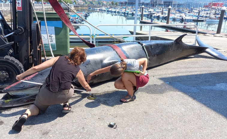 Una ballena muere en el puerto de Combarro, encajado entre el muelle y la dársena de piragüismo