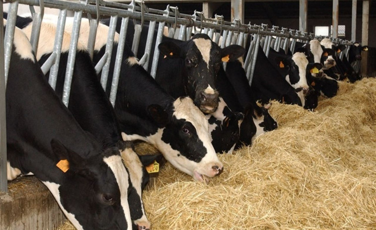 ​Un tercio de las explotaciones gallegas vende la leche por debajo de coste
