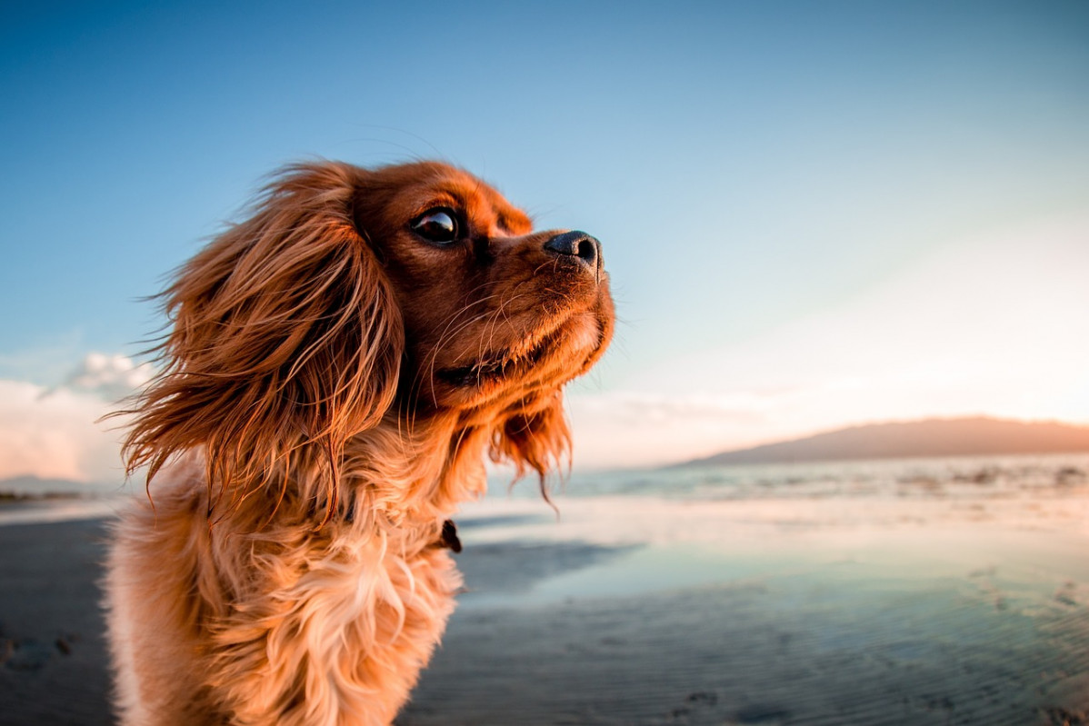 Perro en una playa