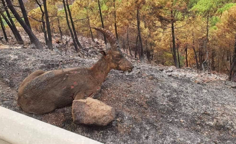 250.000 animales silvestres y domésticos mueren por los incendios en Galicia, estiman animalistas que plantean un cambio alimentario