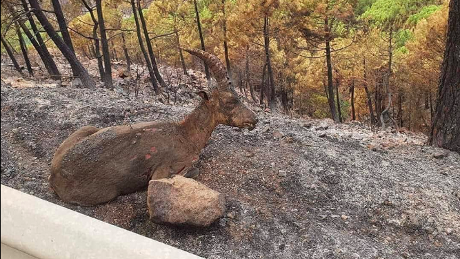 Animal vu00edctima de un incendio en Sierra Bermeja en una foto de archivo de EP