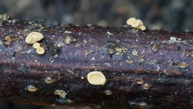 Nueva especie de hongo localizada en la isla de Cortegada