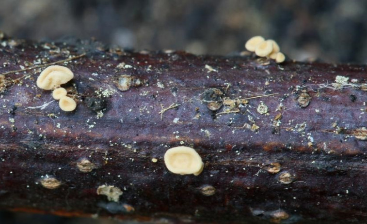 Investigadores de la USC encuentran en la Illa de Cortegada una nueva especie de hongos única en el mundo