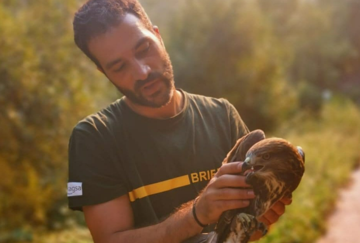 Bombero forestal de la BRIF de Tabuyo con un ave rapaz rescatada de los incendios en Ourense en una foto del twitter de la BRIF