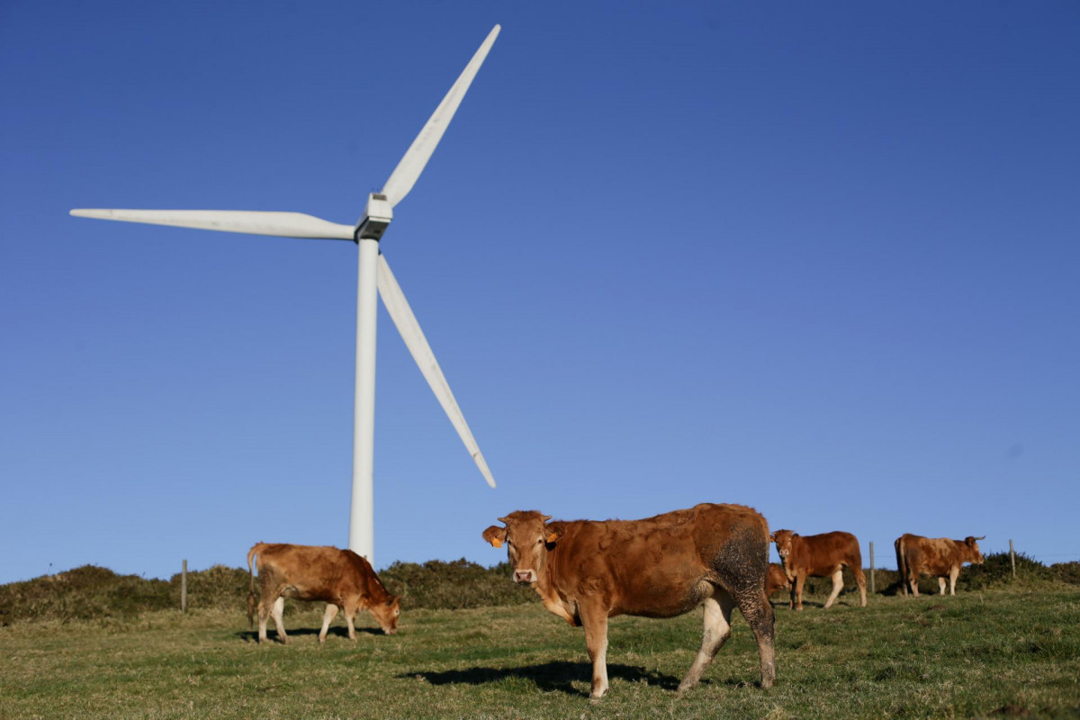 Archivo - Varias vacas pastan junto a un aerogenerador eólico en el Parque eólico de Montouto, de la Serra do Xistral, en la comarca de Terra Cha, a 22 de febrero de 2022, en Abadín, en Lugo, Galic