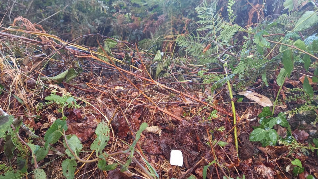 Indicios de intencionalidad en un incendio forestal en el distrito forestal de Santiago.