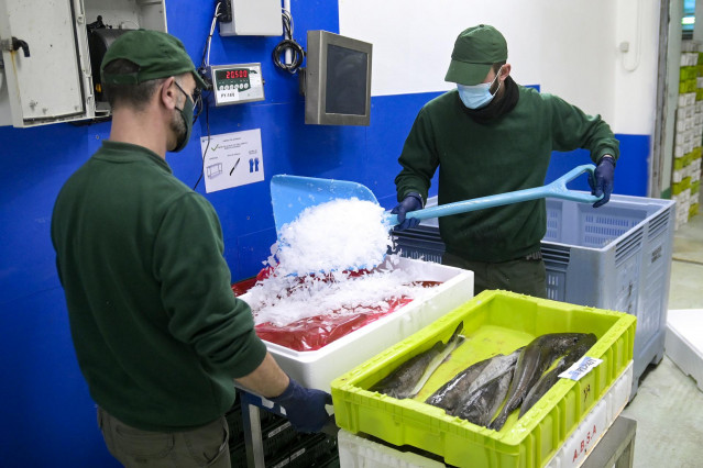 Archivo - Dos trabajadores manejan pescado en cajas de plástico, en la lonja de A Coruña, a 18 de marzo de 2022, en A Coruña, Galicia (España). El pescado de la lonja no se está distribuyendo por la huelga de transportes y podría traer problemas de salubr