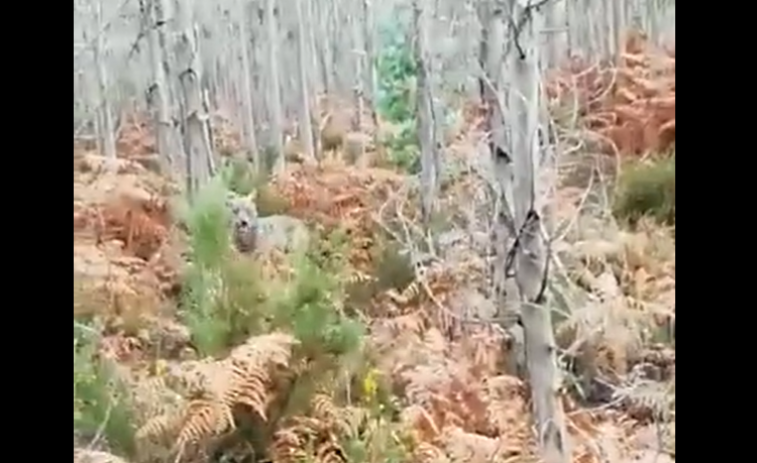 (VÍDEO) Un gran lobo sorprende a los operarios durante las labores de desbroce en Vimianzo