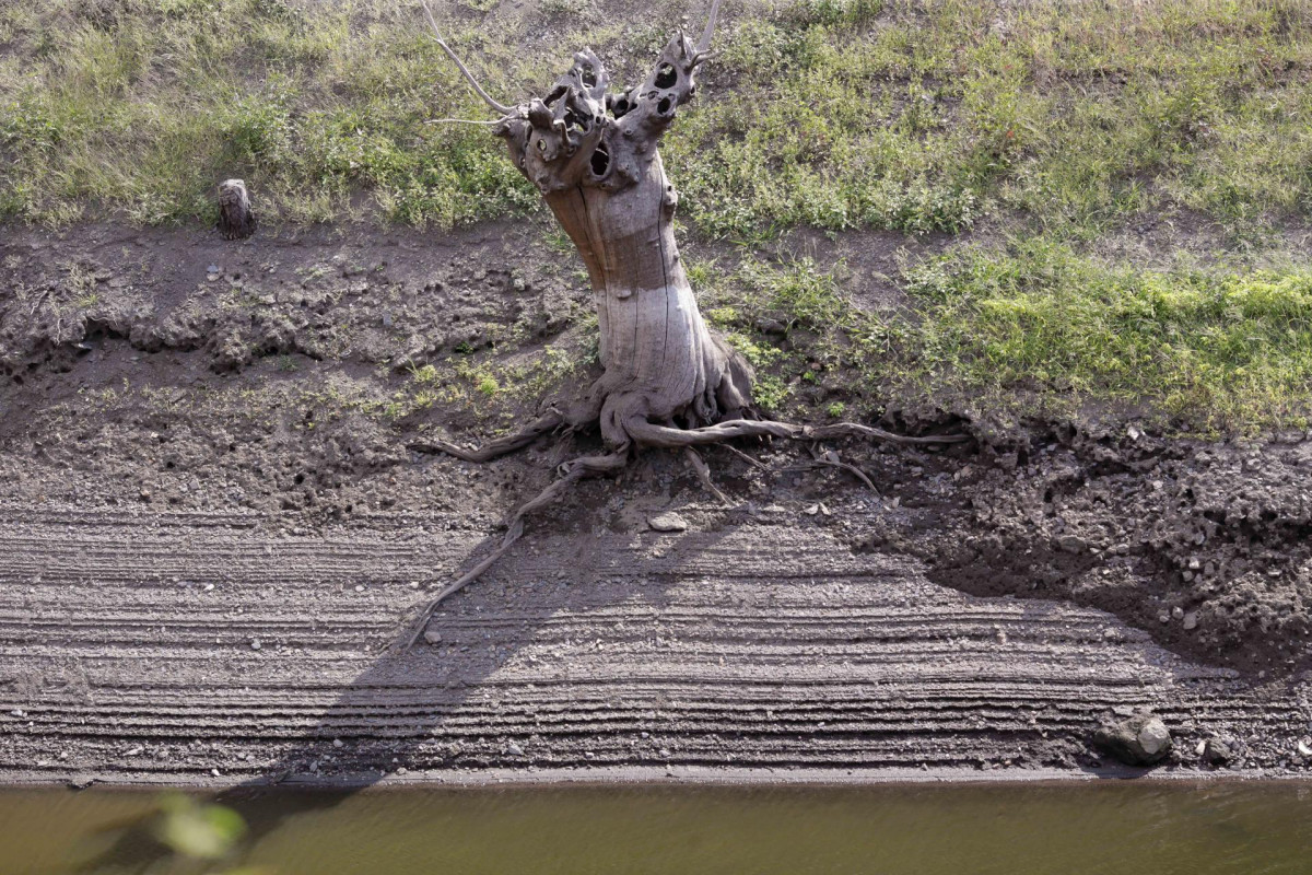 Un tronco de un árbol seco en el lecho del río Miño en Escairón, Lugo