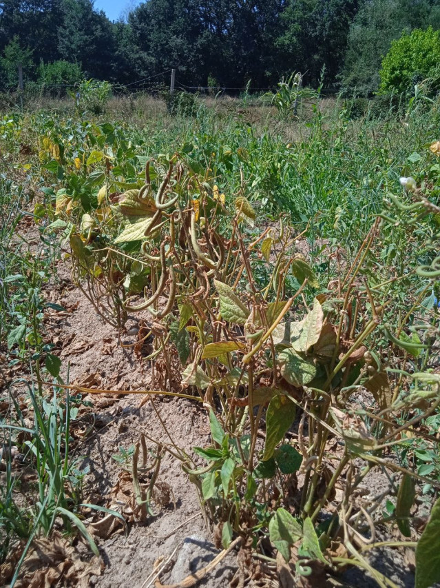 Sindicato Labrego Galego demanda medidas ante la sequía.