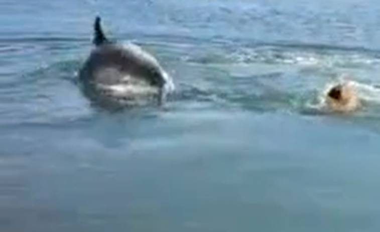 (VÍDEO) ¿Ha regresado el delfín Manoliño a la ría de Noia? Un perro y un delfín nadando y jugando juntos