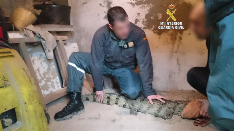 Requisan 2 caimanes y 2 pitones en O Porriño