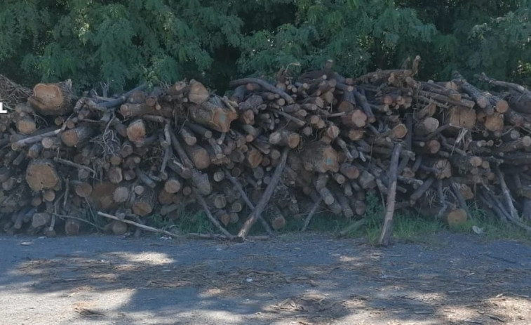 Cae una banda que robaba y vendía madera de talas en zonas como Brión, Padrón o Paderne