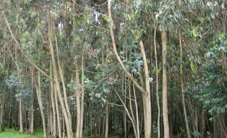 Más de 1.000 árboles autóctonos sustituyen a eucaliptos en Lousame