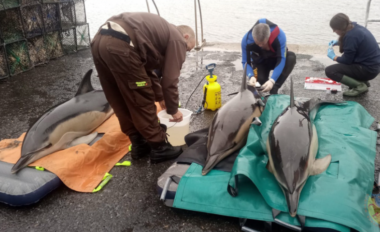 Recatados tres delfines en la ría de Arousa