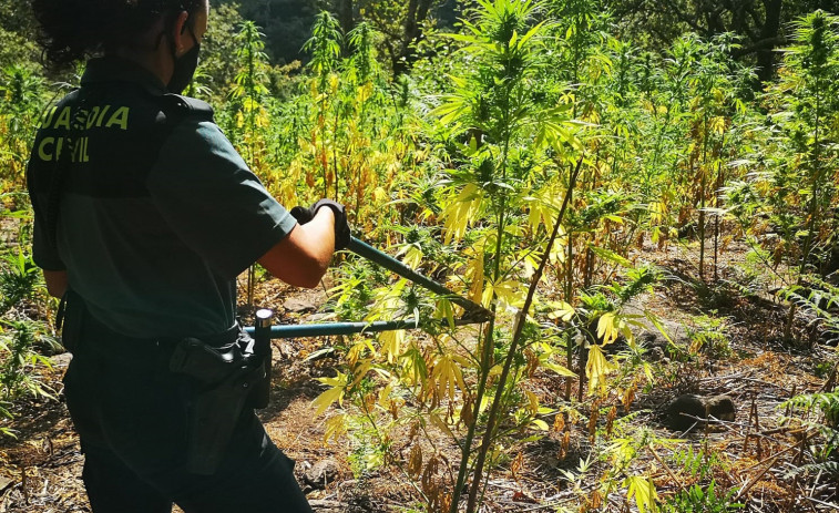 Desmantelan una de las mayores plantaciones de marihuana de Galicia