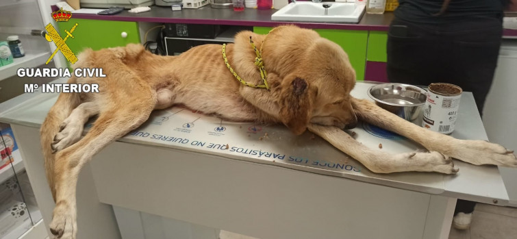 Investigado un vecino de Padrón por un delito de maltrato animal