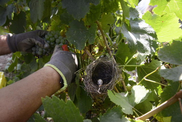 Archivo - Viñedo en Ourense