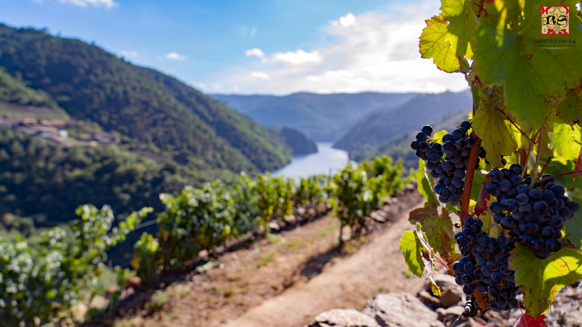 Vendimia ribeira sacra