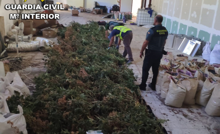 Una plantación con casi 700 plantas de marihuana culmina en la detención de tres vecinos de Mos