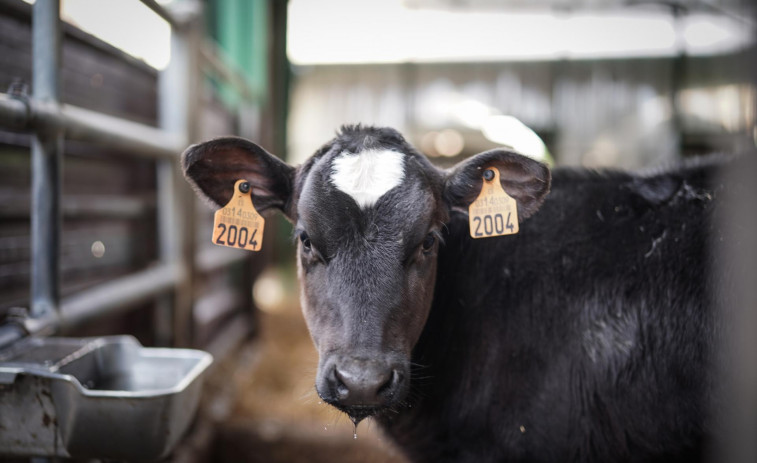 Así afecta la sequía a los ganaderos: las vacas producen hasta un 20% menos de leche por la escasez de agua