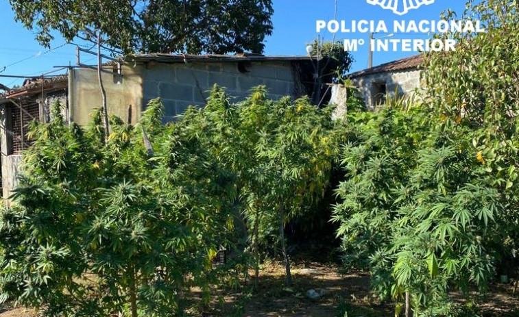 La Policía Nacional detiene a dos vecinos de Toén y Barbadás por cultivar más de 70 kg marihuana en sus fincas