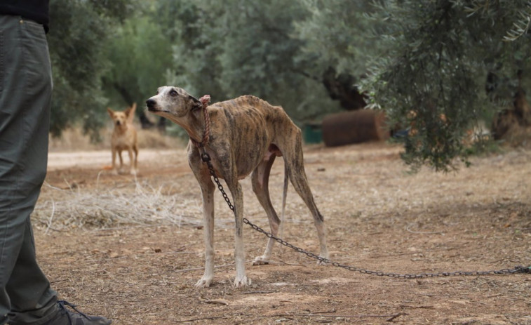 Animalistas invitan a Rueda a visitar un refugio de perros de caza maltratados, olvidados en la Ley de Protección