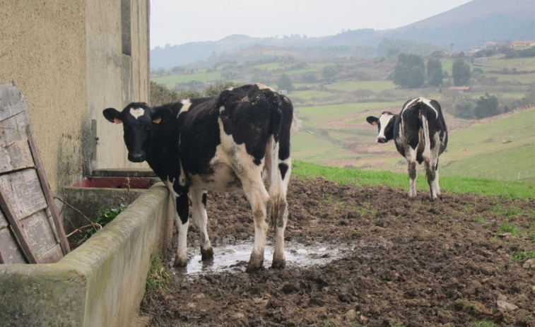 O prezo do leite non é o principal motivo de peche para as explotacións, segundo a Xunta
