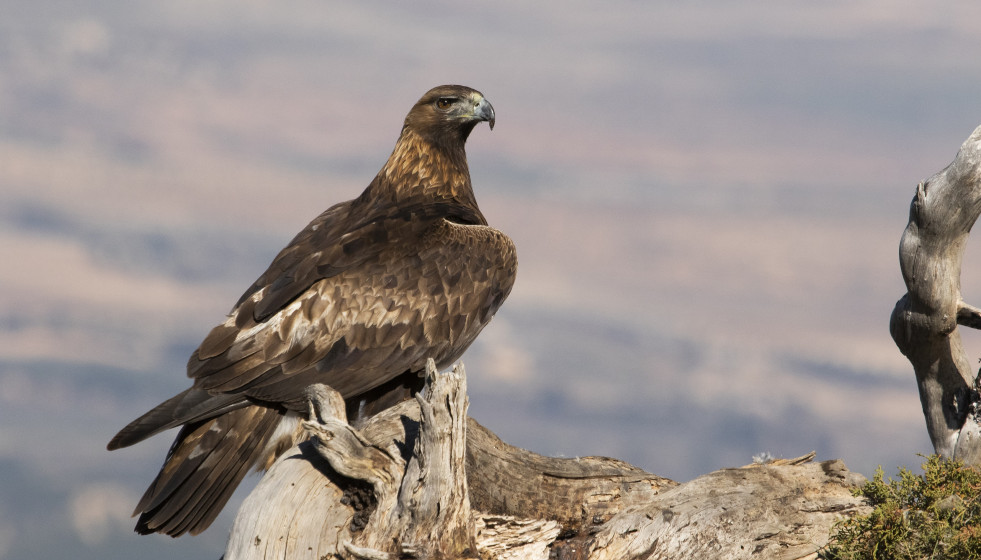 Archivo - Eemplar de águila real