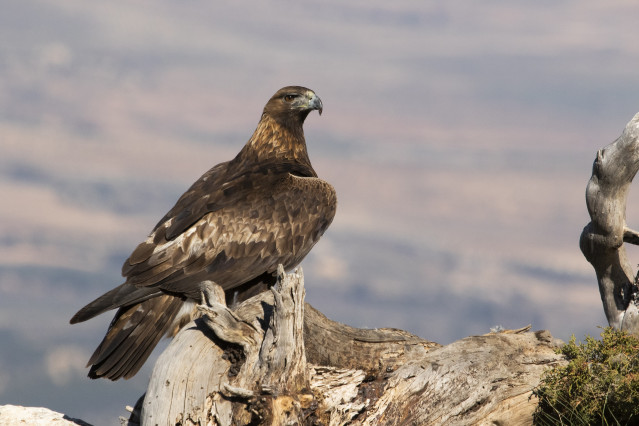 Archivo - Eemplar de águila real