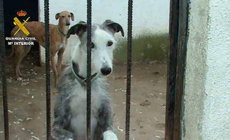 FFW denuncia casos graves de sadismo animal en Galicia