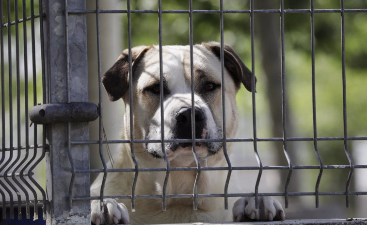 18 meses de cárcel para la dueña de un perro al que maltrató hasta matarlo de hambre en Ribadeo