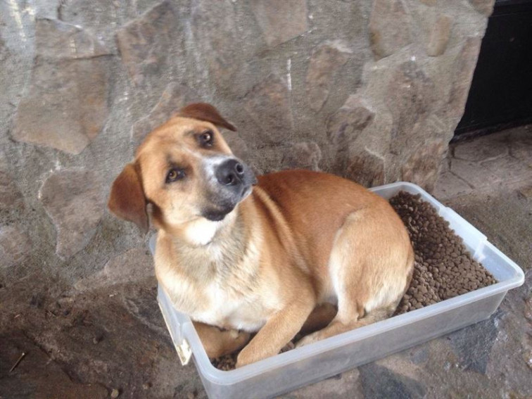 Se prohíbe la mutilación estética de los perros