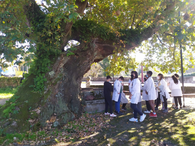 El Carballo de Santa Margarida situado en la parroquia pontevedresa de Mourente, candidato a Árbol Europeo del Año