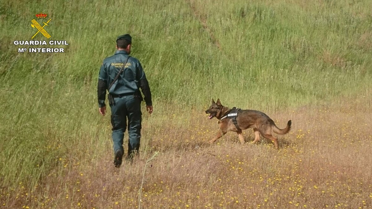 Perro guardia civil