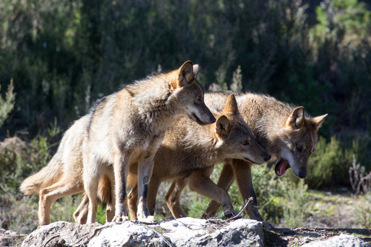 Concentración de PACMA en A Coruña en contra la nueva normativa que permite la caza del lobo ibérico