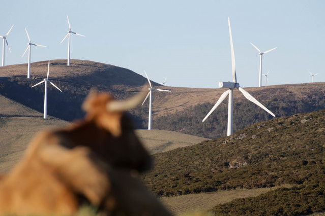 Archivo - Una vaca reposa tumbada frente a aerogeneradores en el Parque eólico de Montouto, de la Serra do Xistral, en la comarca de Terra Cha, a 22 de febrero de 2022, en Abadín, en Lugo, Galicia (España). La nueva ley de eólicos que prepara la Xunta de